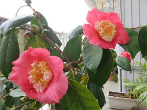 18回 Oさん 肥後大関