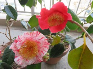 18回 Oさん 幸楽&肥後大関