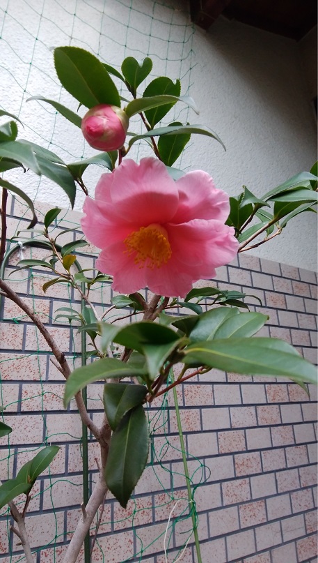 18回 Iさん 艶姿