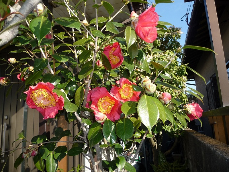 18回 Sさん 肥後大関