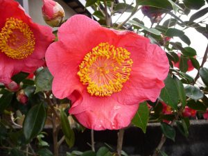 18回 Sさん 肥後大関