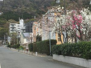 紅白桃と桜