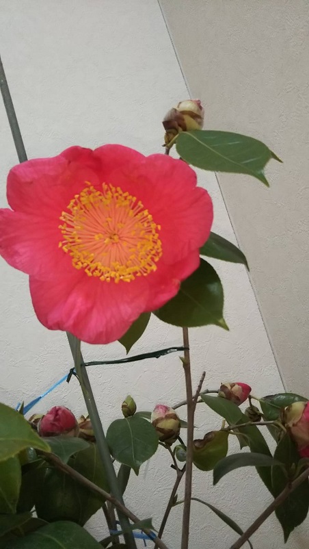 22回 Oさん 肥後大関