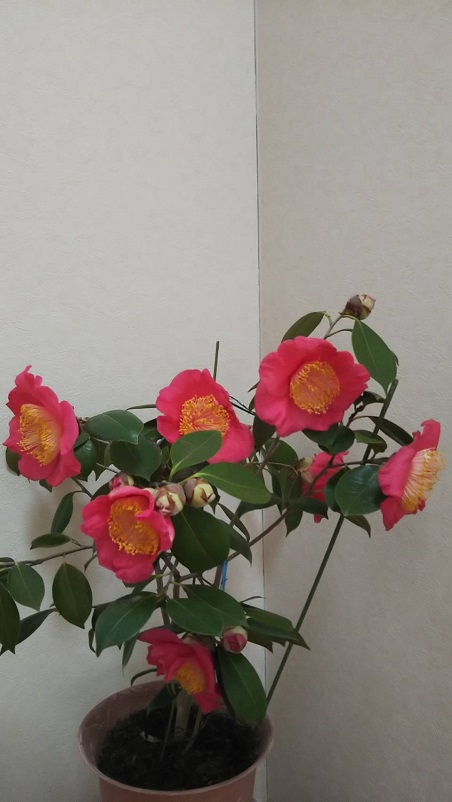 22回 Oさん 肥後大関