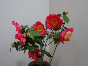 22回 Oさん 肥後大関