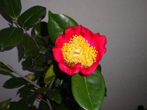 22回 Oさん 肥後大関