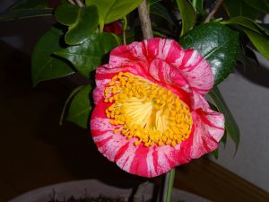 22回　Oさん　幸楽