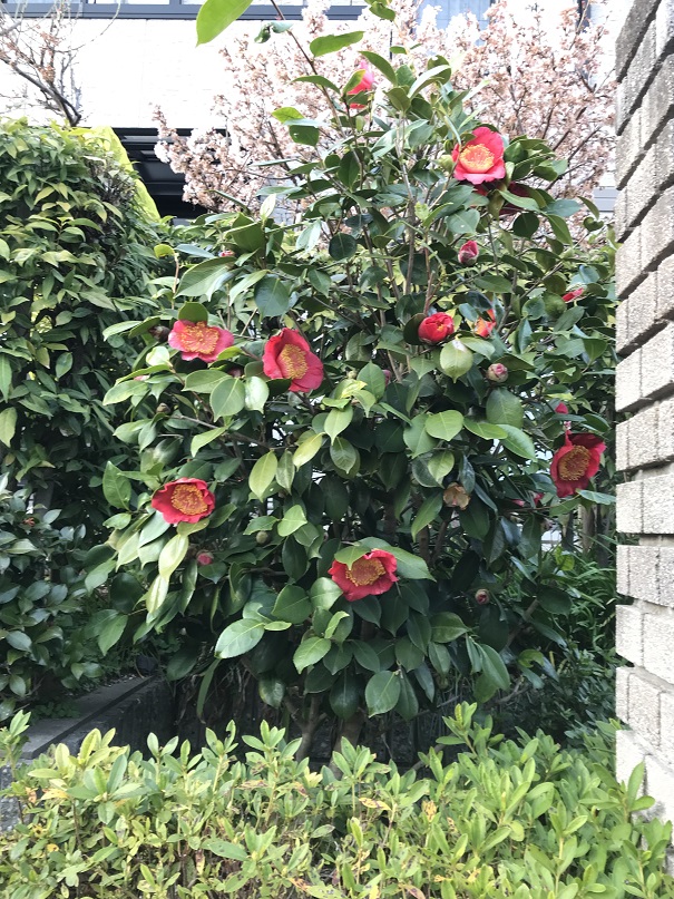 H15年寄贈 肥後大関