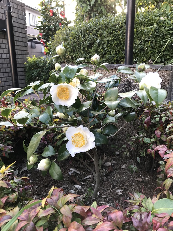 H21年寄贈 肥後白雪