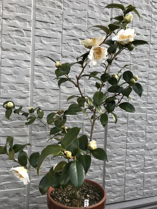 H23年寄贈 肥後白雪