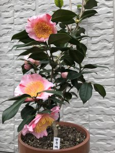 H24年寄贈 田原坂