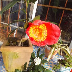 Mさん 肥後大関