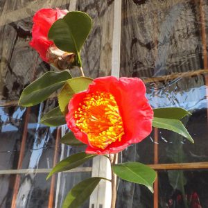 Mさん 肥後大関